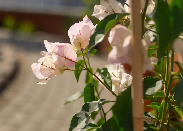 Rooftop With Underground Parking